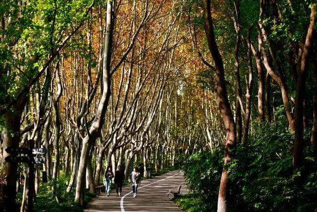 福闵行”也是你我的烟火日常九游会J9入口镜头里的“幸(图8)